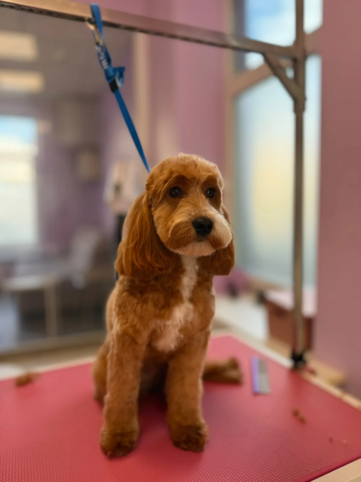 Cockapoo po kirpimo