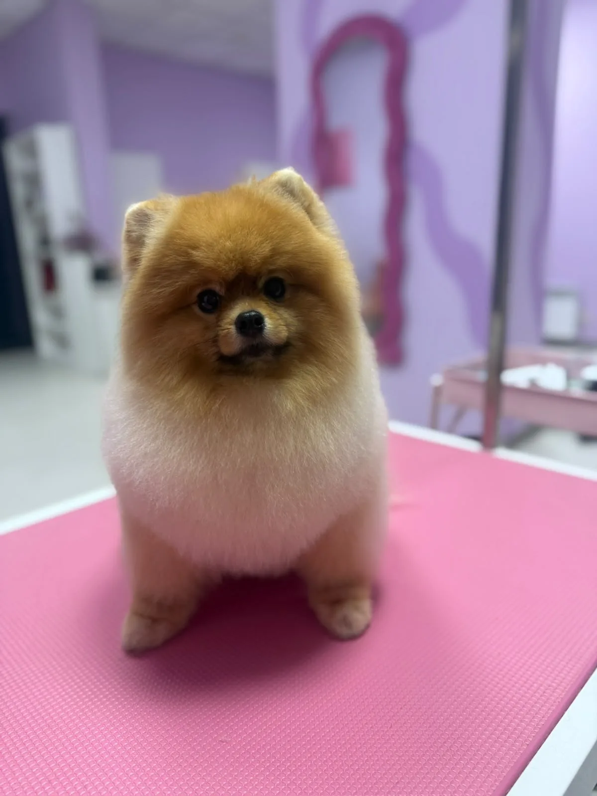 Pomeranijos špicas