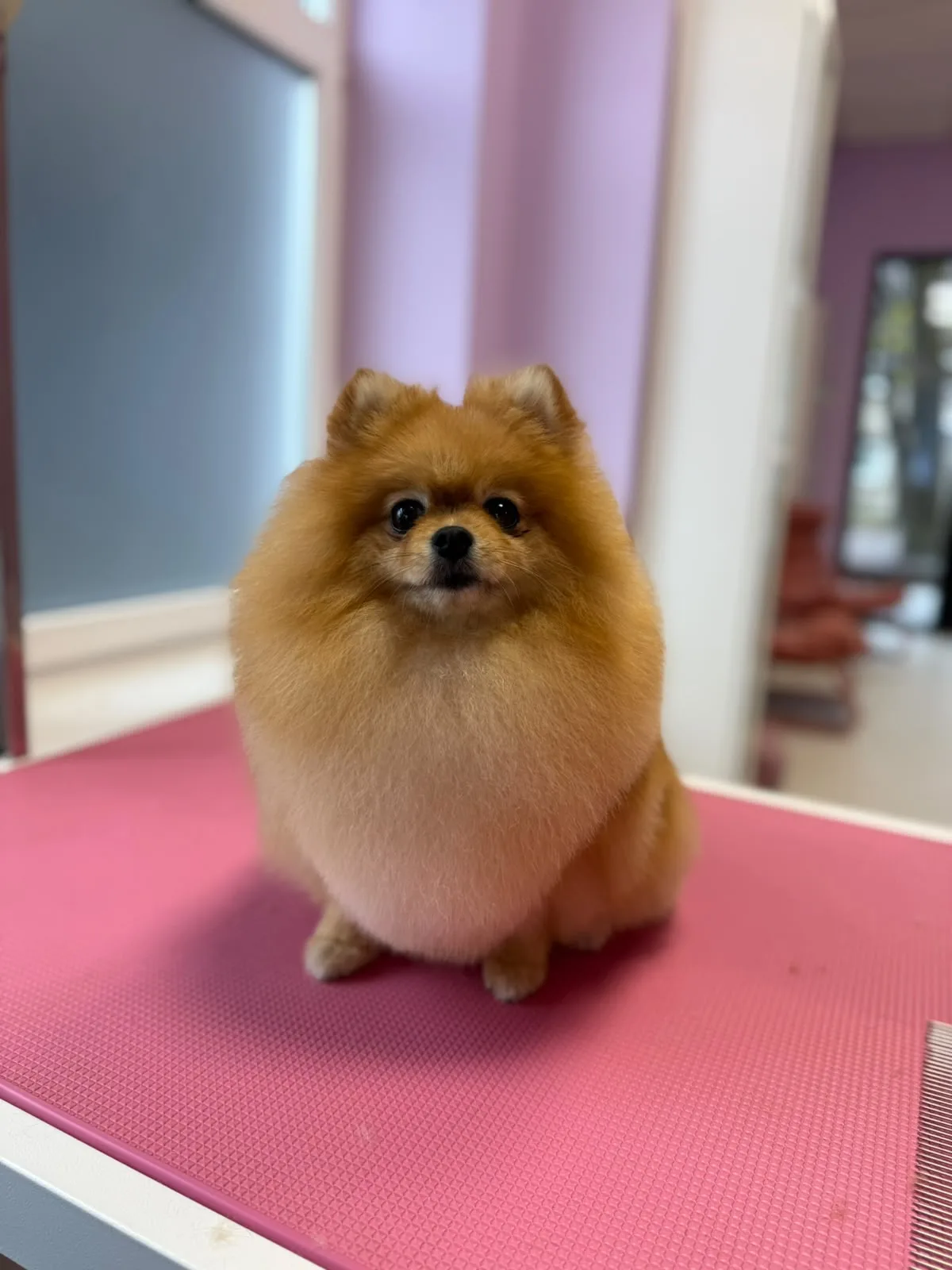 Pomeranijos špicas